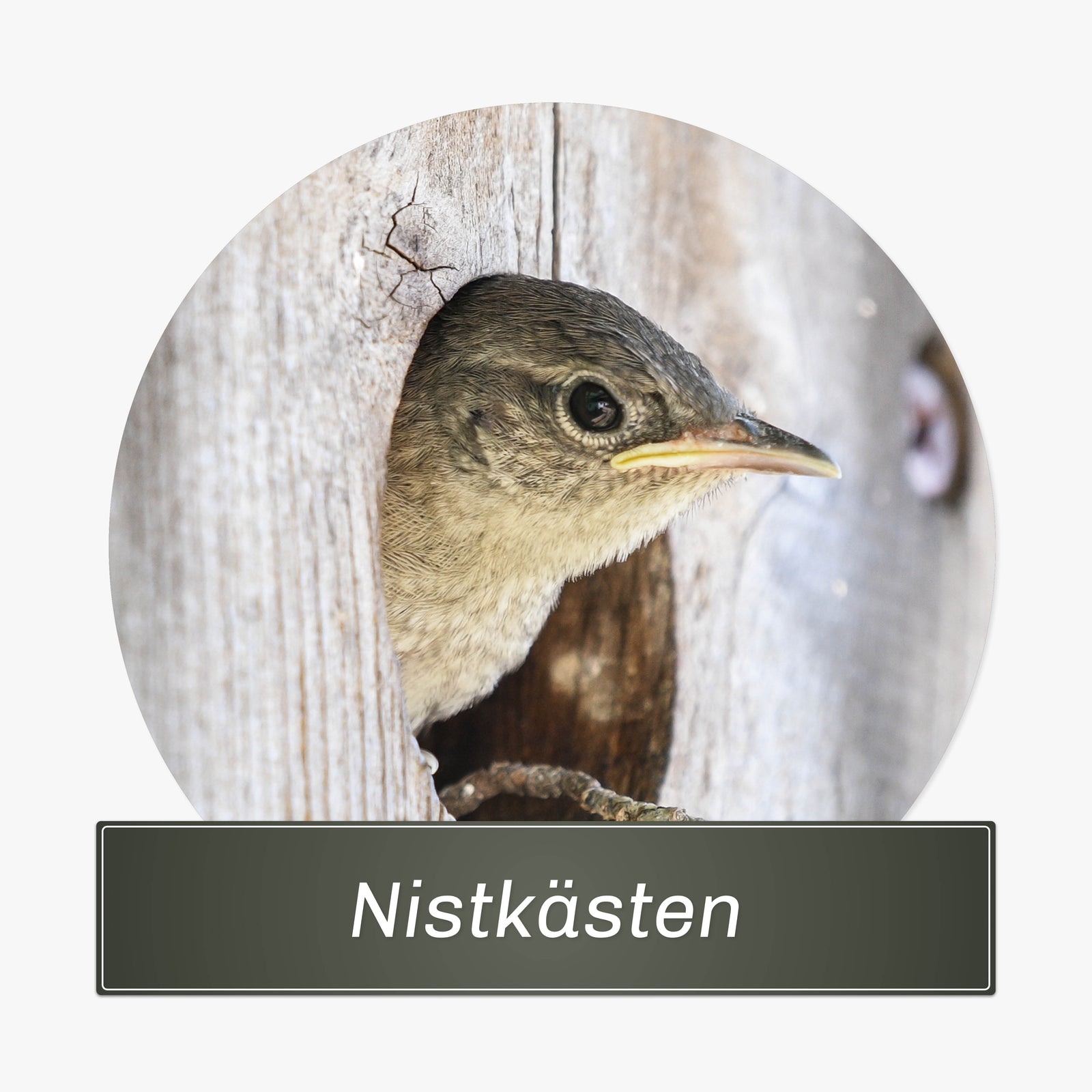 Nistkästen