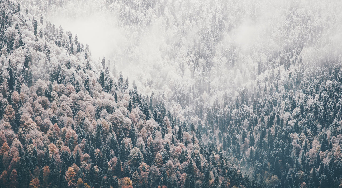 Nebel zwischen den Bäumen – Martenbrown Markenmotiv